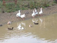 ducks and geese 1.jpg