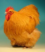 Best-Buff-Orpington-David-Pownall.jpg