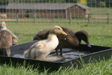 ducklings-bath2.jpg