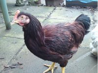chook.jpg
