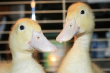Duckies.jpg