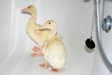 Duckie-Bath.jpg