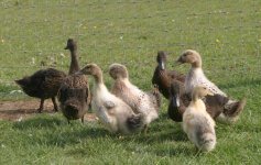 Ducklings3.jpg