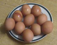 egg1.JPG