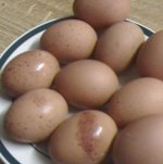 egg4.JPG