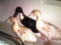 DUCKS008.jpg