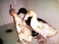 Ducks009.jpg
