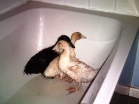 Ducks010.jpg