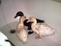 Ducks011.jpg