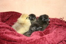 chicks 006.jpg