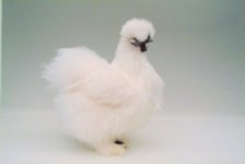 Best in Show . White Silky ,Tinson and Hidden.02.JPG