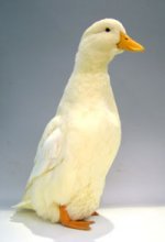 Best-heavy-and-Champion-Waterfowl.Pekin-female-Julie-Christ.jpg