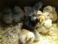 chick2-4-10.jpg