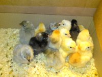 chick2-2-4-10.jpg