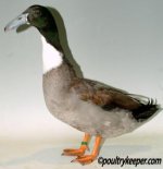 Best-Hookbill-Anthony-Stanway.jpg