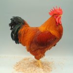Best New Hampshire Red . C.R.Edwards.JPG