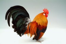 Best True bantam. Pete Tasker.JPG