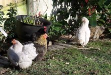 Early morning preen.JPG