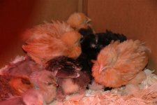 chicks 2.JPG