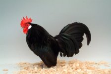 Black Dutch male.Pete Tasker.JPG