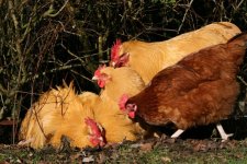 4 chickens.JPG