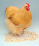 best buff orpington large.JPG