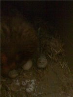 CHICK.jpg