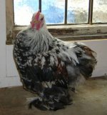 silver partridge.jpg