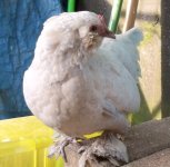 DSCF1080.JPG