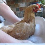 Lemony's first bath 2 small..jpg