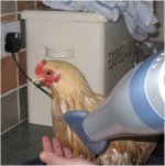 Blow dry.jpg