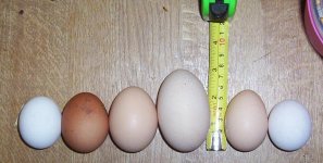 eggs1.JPG