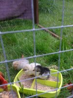 chicks.jpg