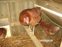 coop-sufficient-nestboxes-&-perches.jpg