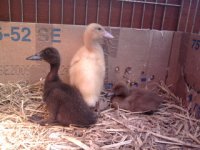 ducks 1.jpg