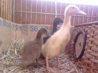 ducks 3.jpg