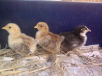 chicks 1.jpg