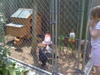 Chickens.jpg