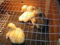 goslings 003.JPG