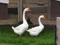 white chinese geese.JPG