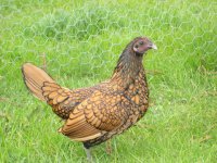 IMG_3540v2.jpg