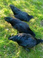 3hens.jpg