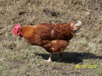 hens 005.jpg