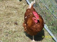 hens 003.jpg