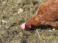 hens 016.jpg