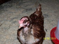 hens 012.jpg