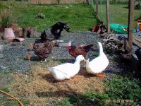 ducks n chicks 007.JPG