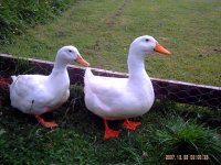 ducks n chicks 002.JPG