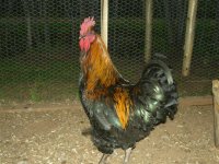 Baxter the Rooster 003 (Small).JPG