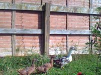 ducks n chicks 2 013.JPG